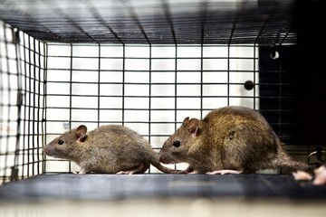 rats in cage