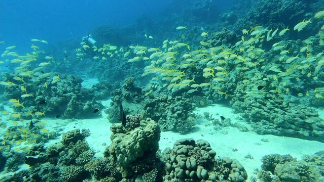 Hurghada, Egypt: Underwater footage of fishes swimming above a coral reef during a fun scuba dive in the red sea in Egypt. 