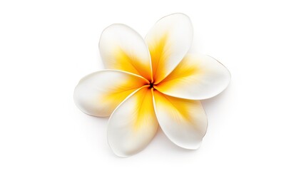 Fototapeta na wymiar frangipani flower isolated on white background ,generative ai