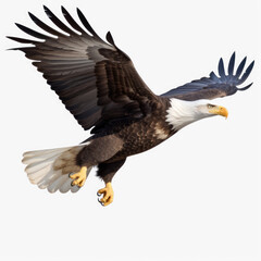 An bald eagle flies with its wings  on transparency background PNG