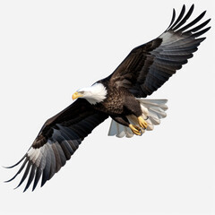 An bald eagle flies with its wings  on transparency background PNG