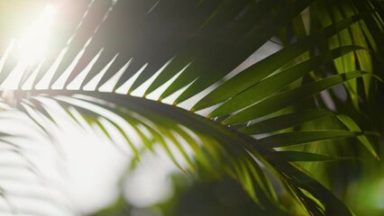 Sun breaking through palm leaves swaying on the wind. Shallow DOF shot with lens flare of green nature coconut palm tree - Powered by Adobe