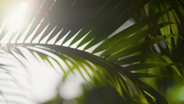 Sun breaking through palm leaves swaying on the wind. Shallow DOF shot with lens flare of green nature coconut palm tree