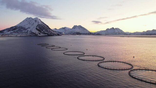 Fish Farms during sunset with the high fjords of Lofoten in the backdrop. Drone shot