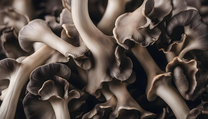 close up of black mushrooms background