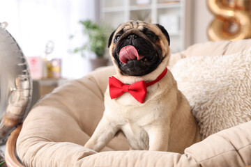 Cute pug dog with bow tie 8 at home. International Women's Day celebration