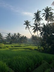 Obraz premium beautifull rice terrace in bali island