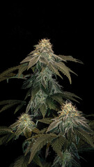 Cannabis plant on black background. Indoor cultivation of cannabis.