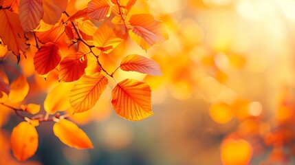 autumn background. a scene of fall foliage brought to life by the sun's first rays