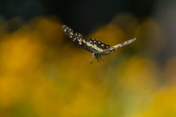 Lime butterfly papilio demoleus flying in flower garden, natural bokeh background