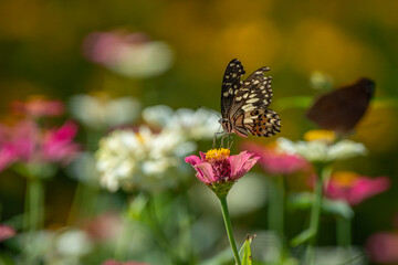 Lime butterfly papilio demoleus feeding on zinnia flower nectar in flower garden, natural bokeh background