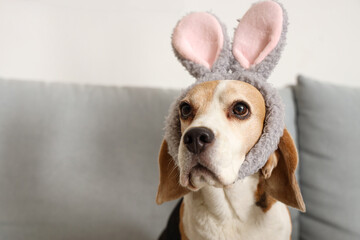 Cute Beagle dog in bunny ears at home on Easter Day, closeup