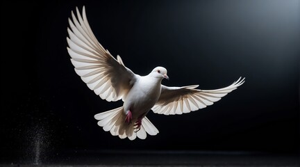 Fototapeta premium A white dove flying on plain black background from Generative AI