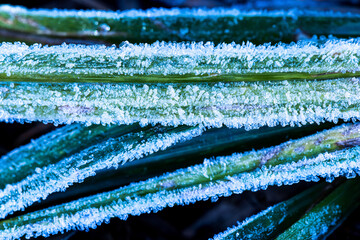 Close-up of frost on the grass. - 725261229