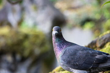 Tokyo, Japan, 1 November 2023: Close-up of a Pigeon Perching in an Urban Park Setting.