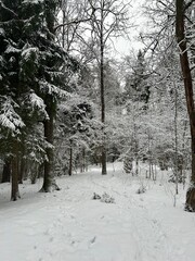 snow covered trees