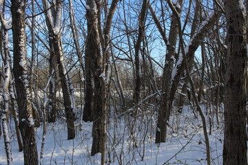 winter forest trees in the snow beautiful park