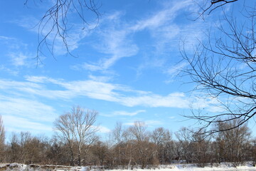 winter forest trees in the snow beautiful park