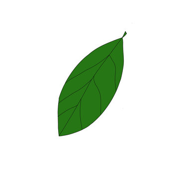 Green Leaf Cartoon