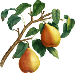 Realistic Colorful Floral Botanical Grainy Texture Illustration