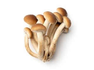 Honey agaric on white