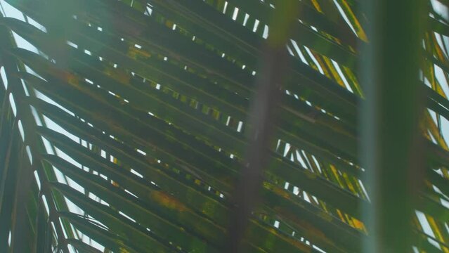 Sun shing through swinging tropical leaves, coconut palm tree, remote exotic island.