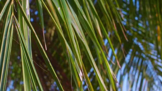 Tropical vibes, coconut palm tree closeup, exotic scene
