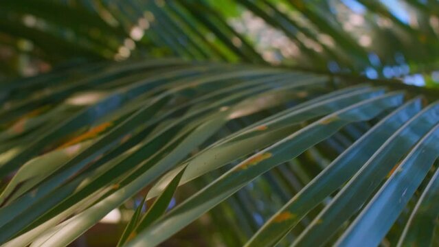 Serene scene of palm tree leaves rustling in the wind,