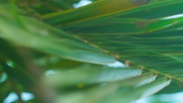 Extreme closeup of a leaf of the coconut palm rocking gently in the oceanic breeze on the exotic island in Thailand