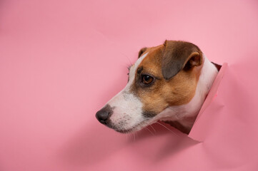 Funny dog jack russell terrier tore pink paper background. 