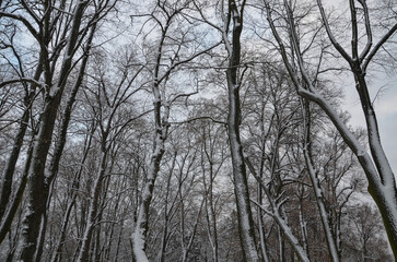 Drzewa pokryte śniegiem
