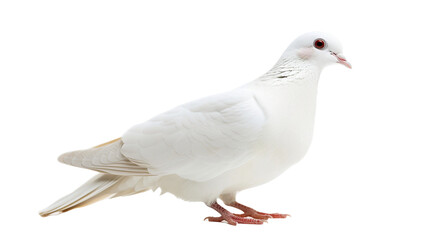 white dove on transparent background