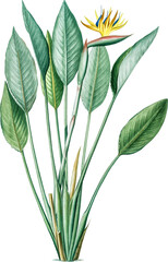 Fototapeta na wymiar Realistic Colorful Floral Botanical Grainy Texture Illustration