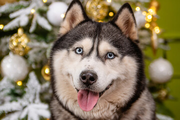 Close-up portrait of a husky dog on a green background, Christmas tree.