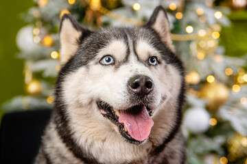 Close-up portrait of a husky dog on a green background, Christmas tree.