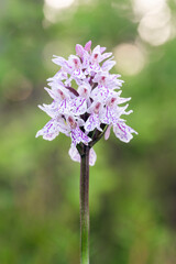 Heath Spotted Orchid (Dactylorhiza maculata) blooming in the soft light of a summer evening