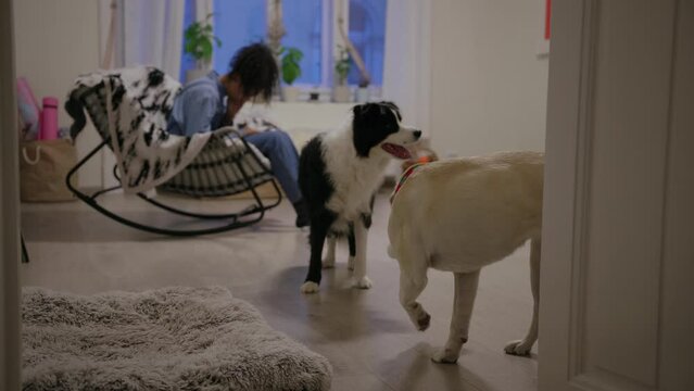Girl sitting in the sofa scrolling her phone feeling frustrated, tired while dogs are playing in the living room, border collie, Labrador Retriever, happy pets, wagging tail, cozy afternoon at home