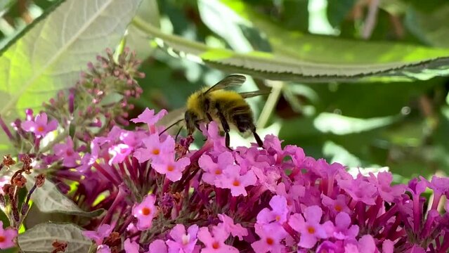 Honey Bee collecting pollen from lilac bush Macro 16x9 1920x1080 30fps mp4