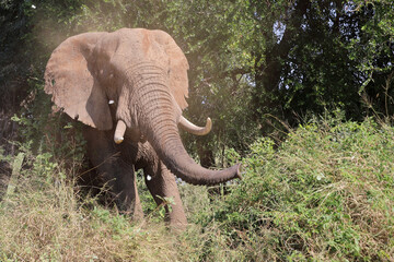 Obraz premium Afrikanischer Elefant / African elephant / Loxodonta africana..