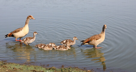 Nilgans / Egyptian goose / Alopochen aegyptiacus.