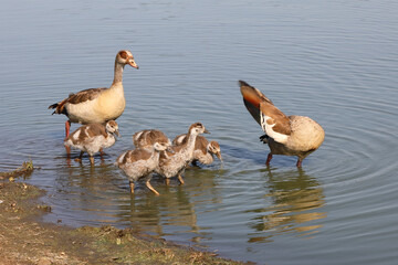 Nilgans / Egyptian goose / Alopochen aegyptiacus.