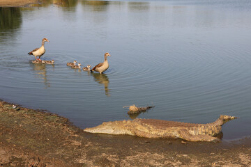 Nilkrokodil und Nilgans / Nile crocodile and Egyptian goose / Crocodylus niloticus et Alopochen...