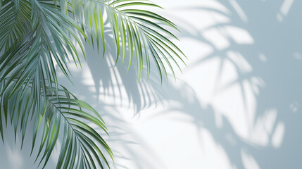 Fototapeta na wymiar Minimalistic light background with Green Palm Leaves with Light and Shadow Effects. Beautiful background for Minimalist Tropical Plant Composition with White and Blue Tones 