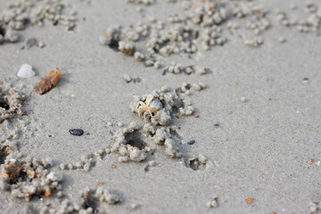 crab on the beach