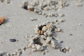 Fototapeta na wymiar crab on the beach and on the sand