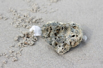 coral reef on the beach