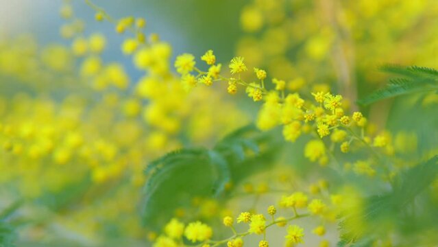 Beautiful Bright Yellow Hairy Mimosa Flowers. Acacia Dealbata With Yellow Flowers In Forest On A Sunny Day. Selective focus.