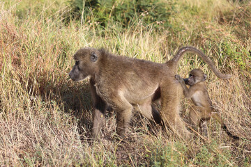 Bärenpavian / Chacma baboon / Papio ursinus