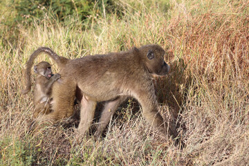 Bärenpavian / Chacma baboon / Papio ursinus