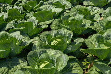 Background witn Big cabbage field. Ripe harvest on a Farm or Greenhouse.